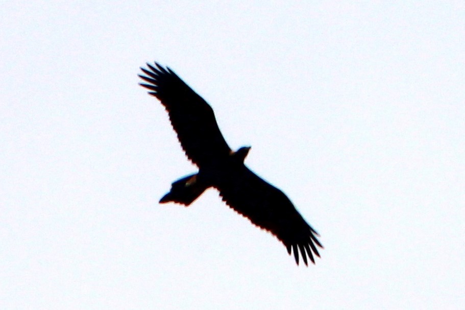 Wedge-tailed Eagle - ML646885195