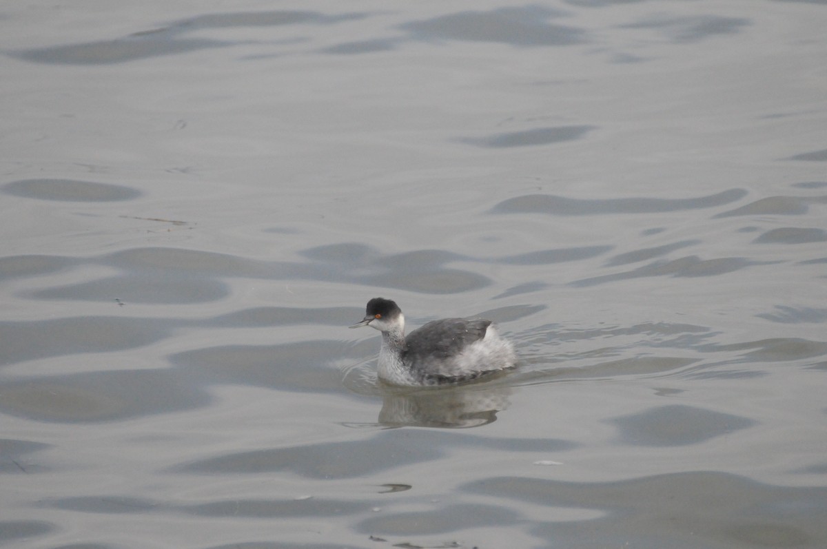 Grèbe à cou noir - ML646885196