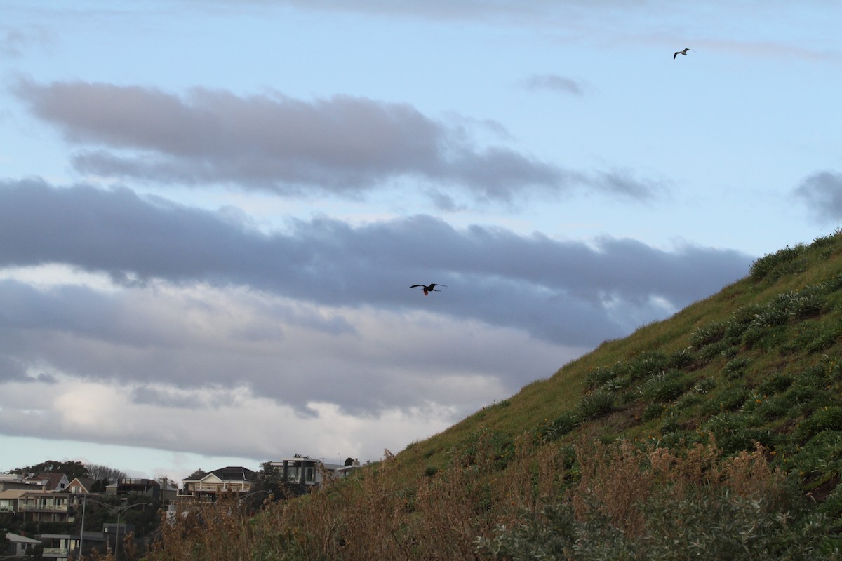 Great Frigatebird - ML646885198