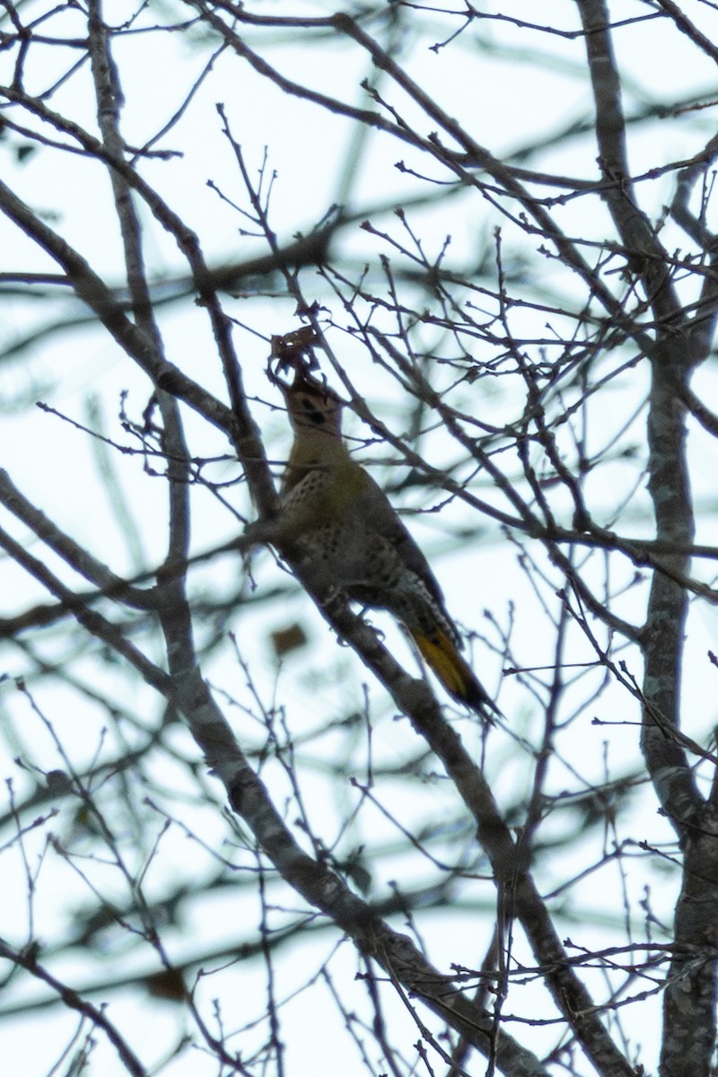 Altın Ağaçkakan (auratus/luteus) - ML646885199