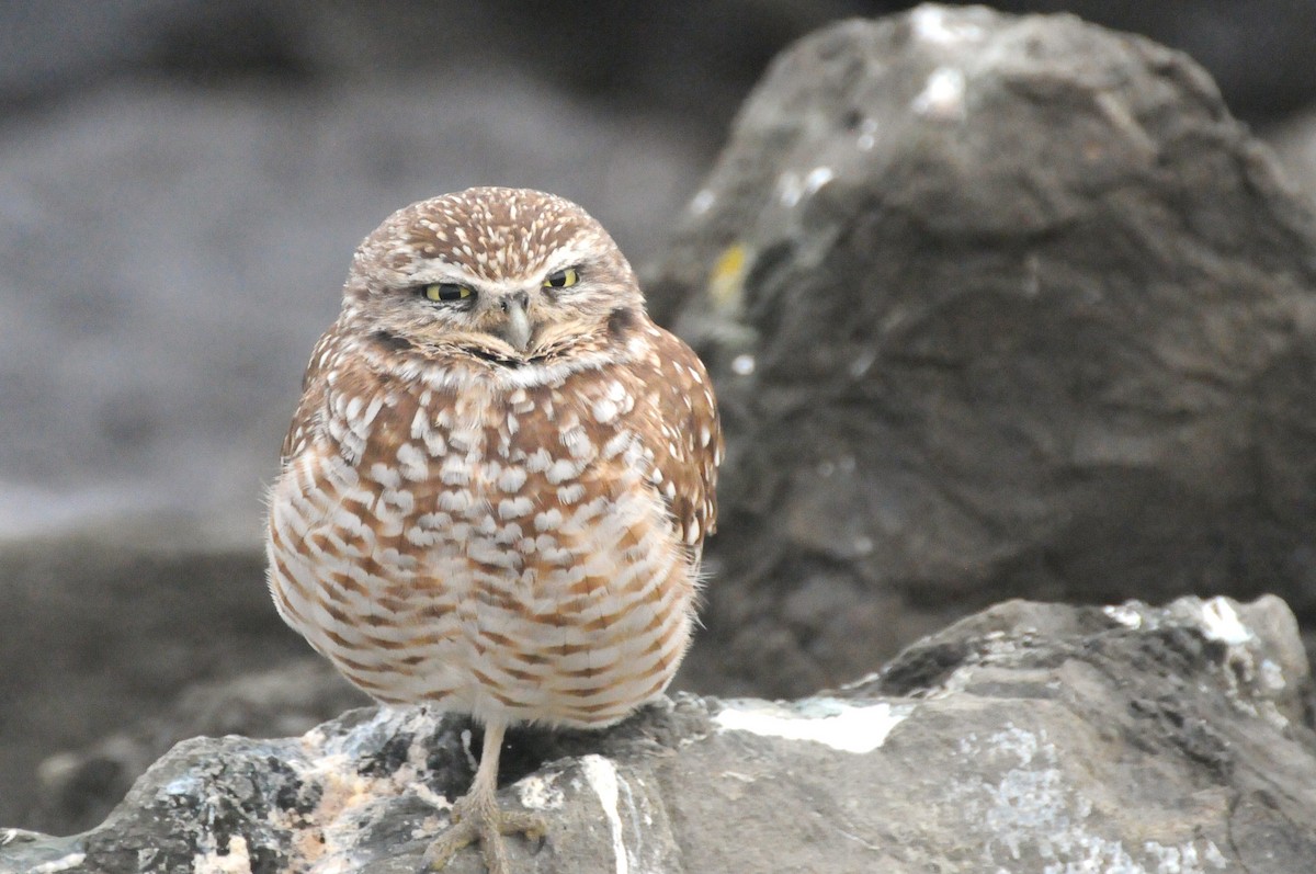 Burrowing Owl - ML646885200