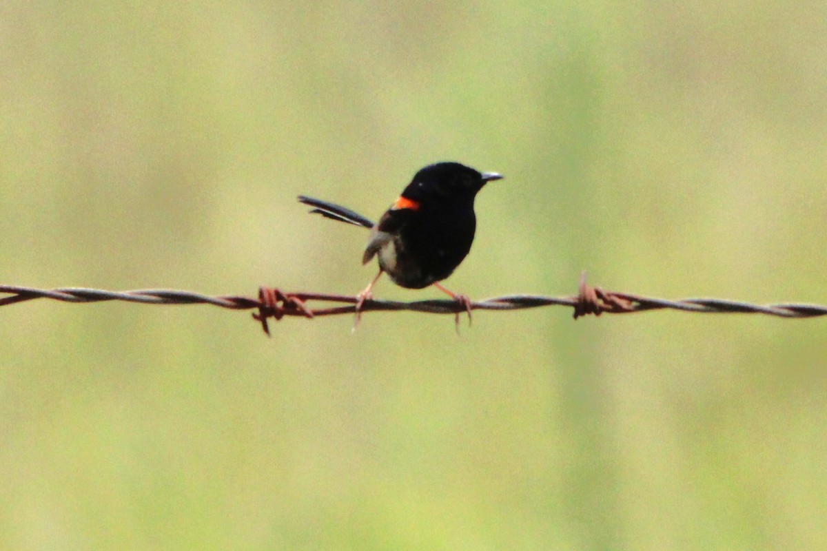 Red-backed Fairywren - ML646885202