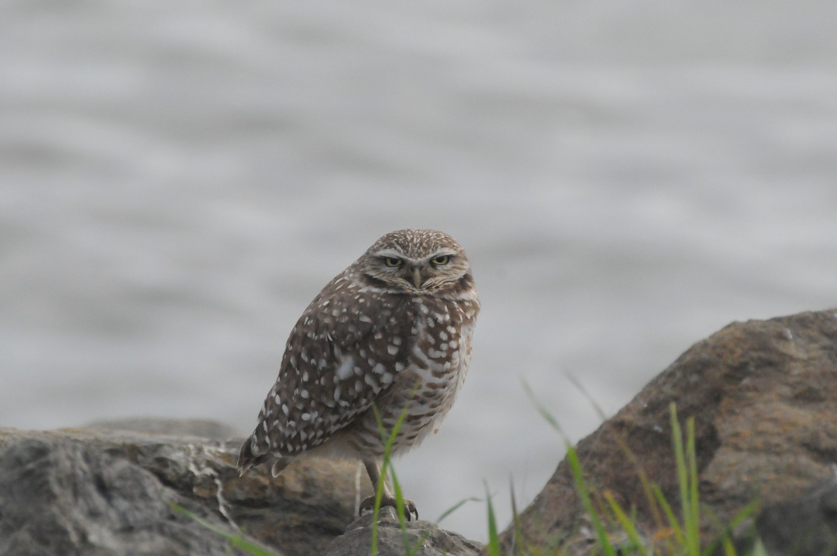 Burrowing Owl - ML646885203