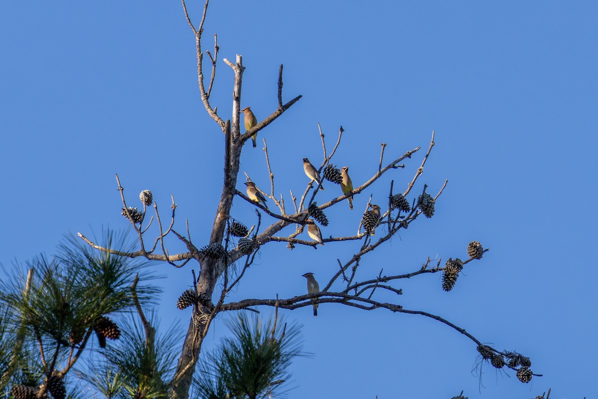 brkoslav americký - ML646885210