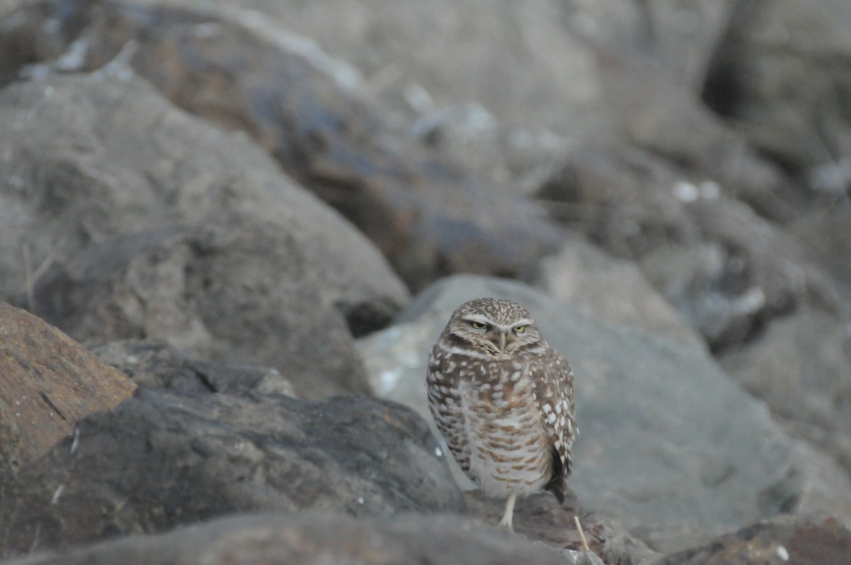 Burrowing Owl - ML646885213