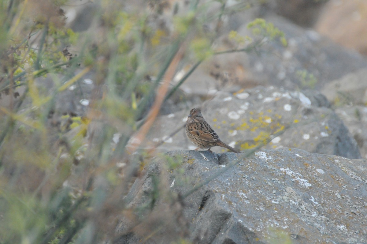 Lincoln's Sparrow - ML646885216