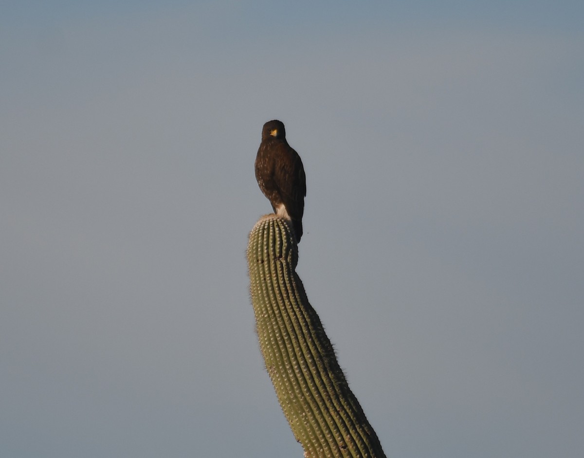 Poiana di Harris - ML646885217