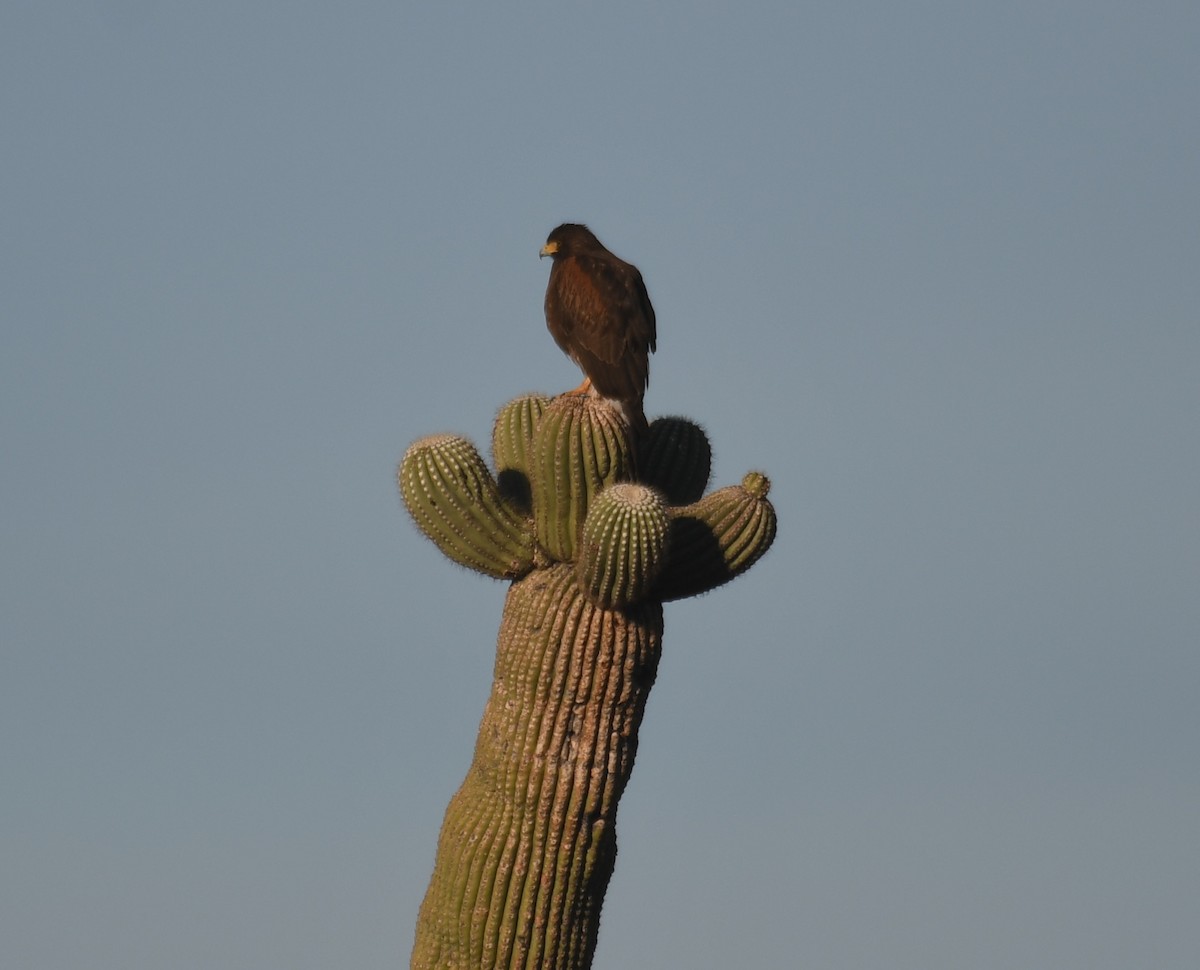 Poiana di Harris - ML646885218