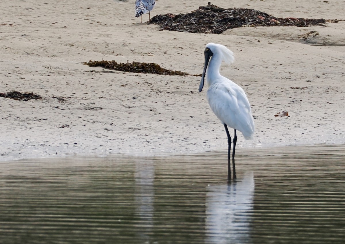 Косар королівський - ML646885219