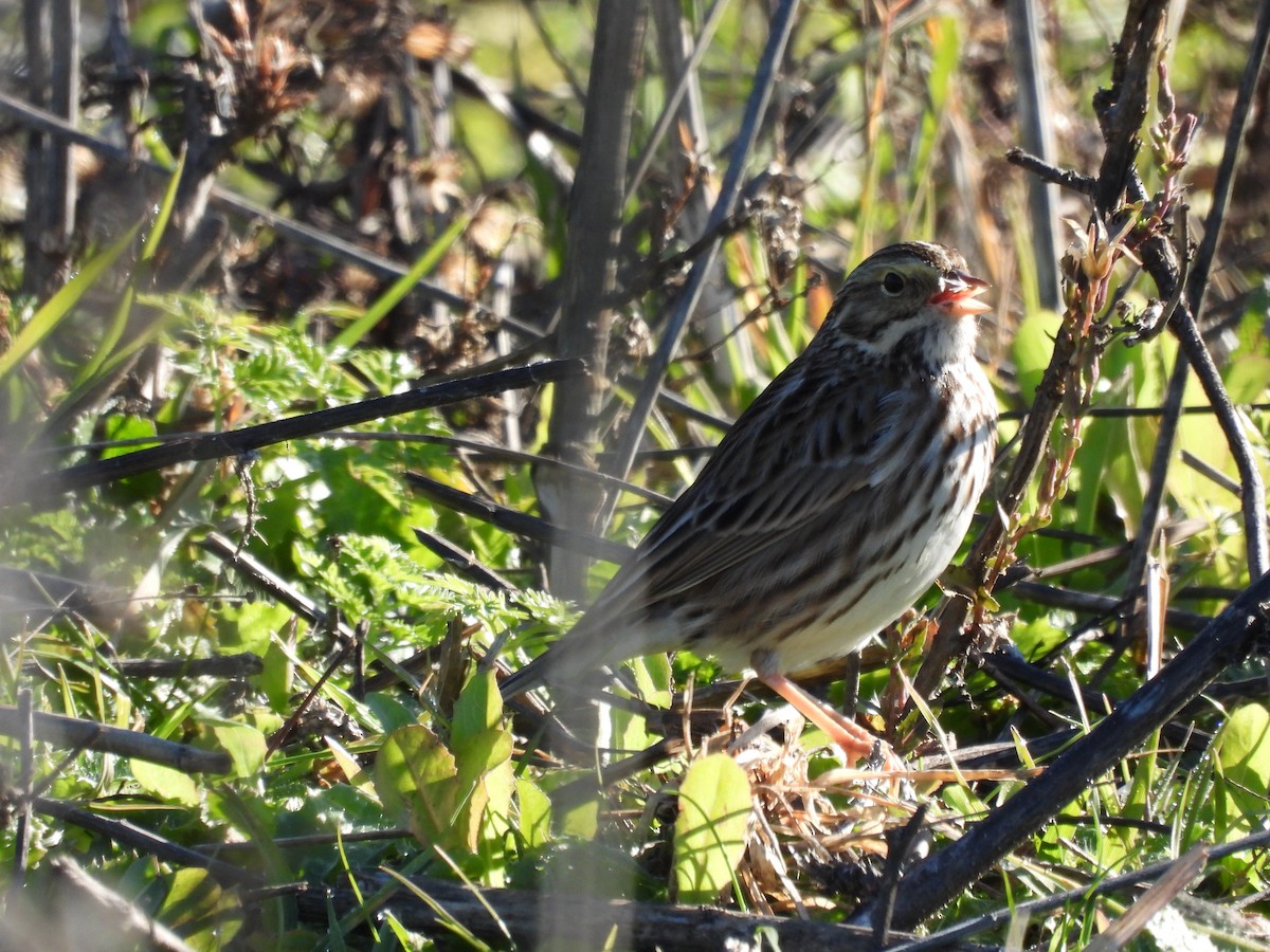 Savannah Sparrow - ML646885220
