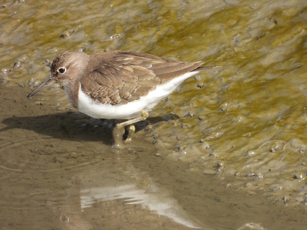 Common Sandpiper - ML646885221