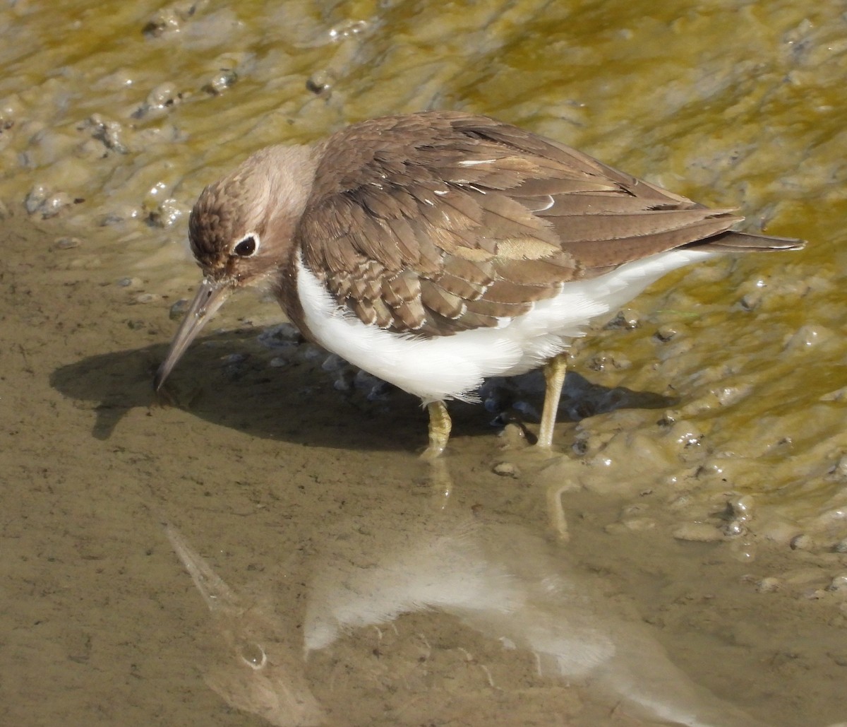 Common Sandpiper - ML646885222