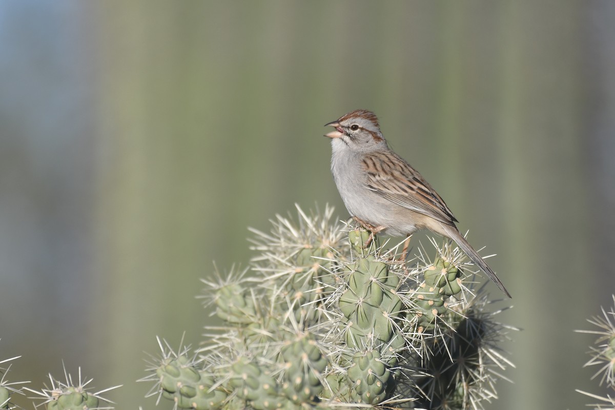 Rufous-winged Sparrow - ML646885223