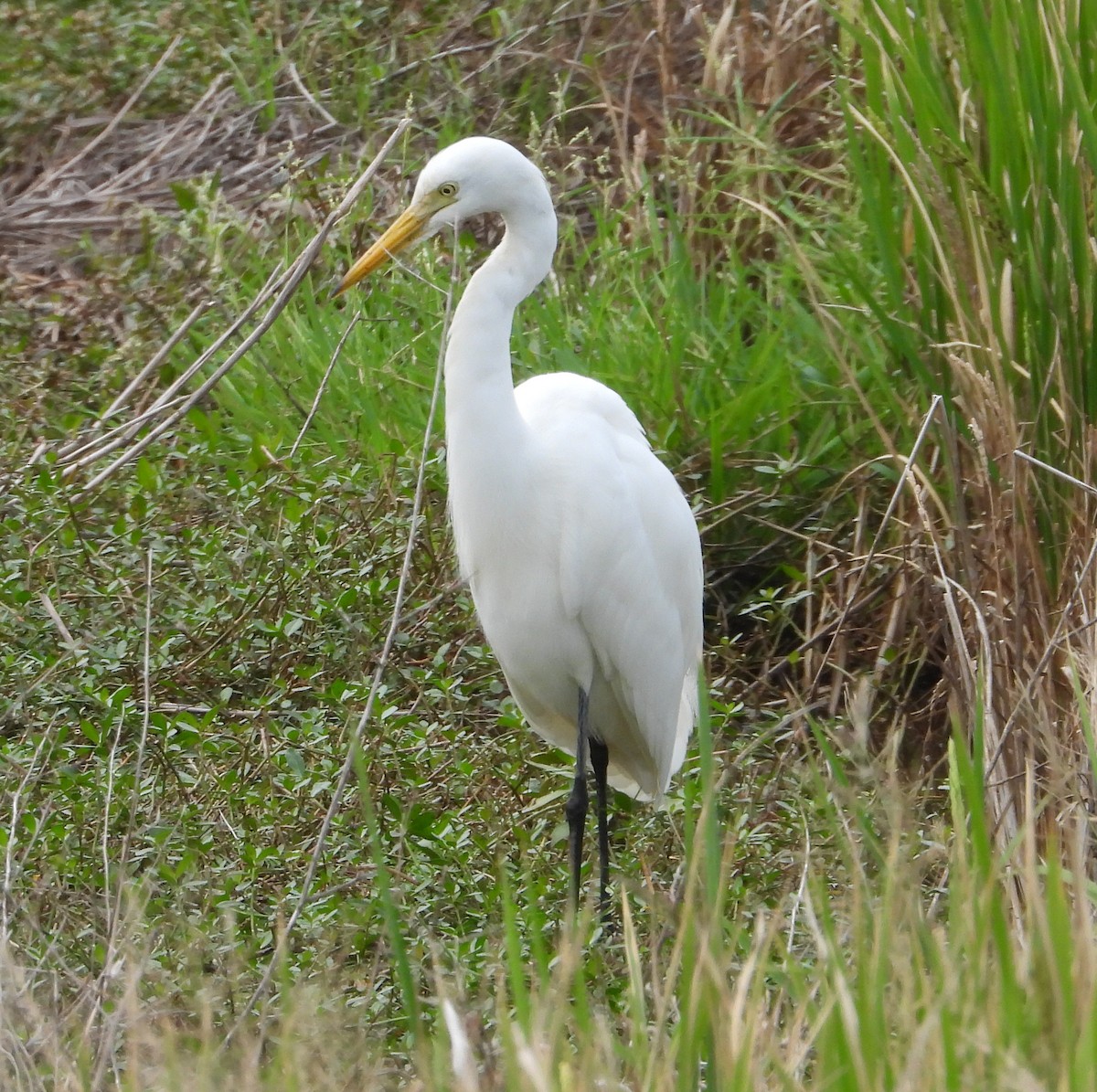 Medium Egret - ML646885233