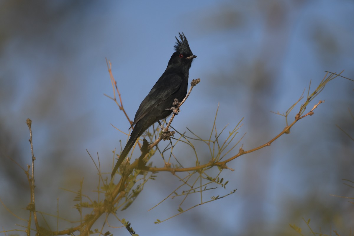 Phainopepla - ML646885234