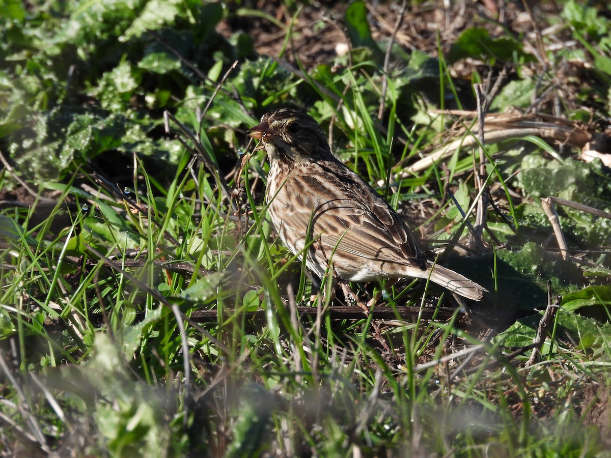 Savannah Sparrow - ML646885235