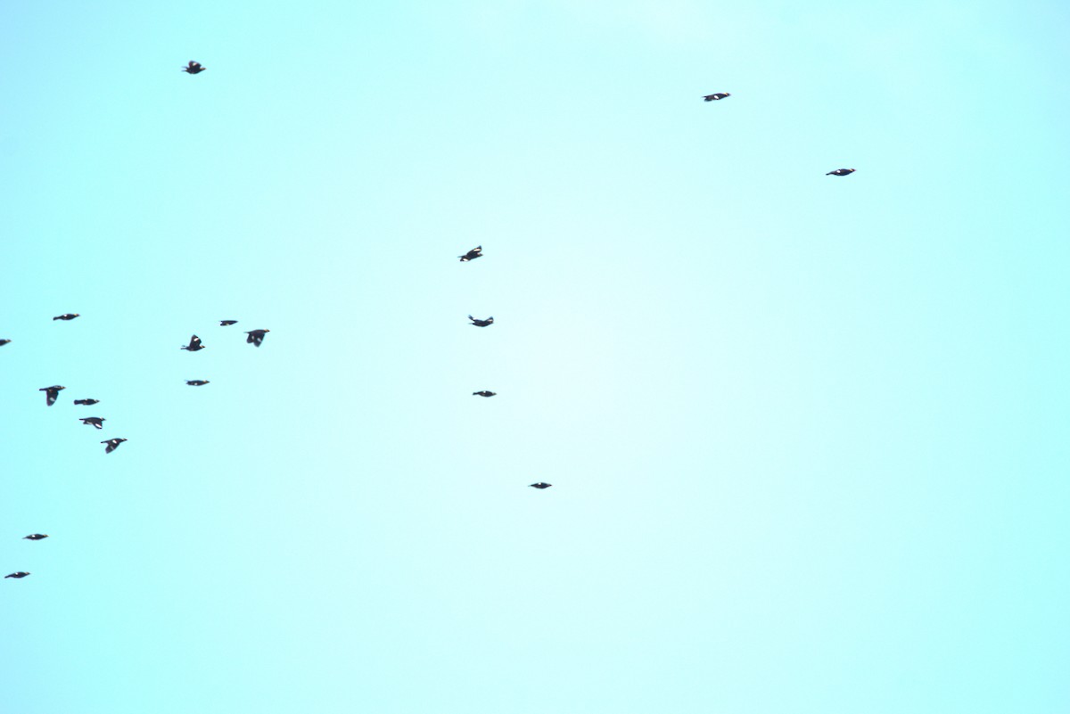 Common Hill Myna - ML646885239