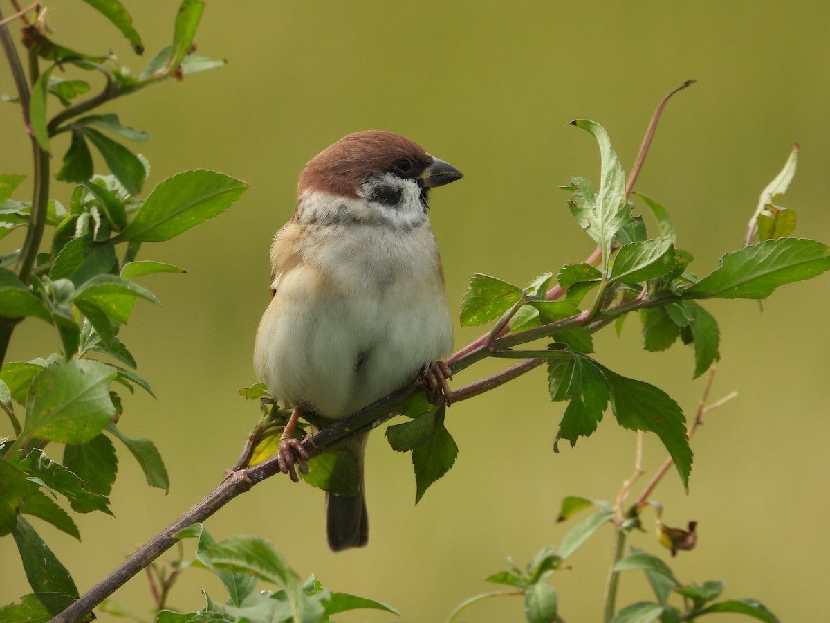 Eurasian Tree Sparrow - ML646885240