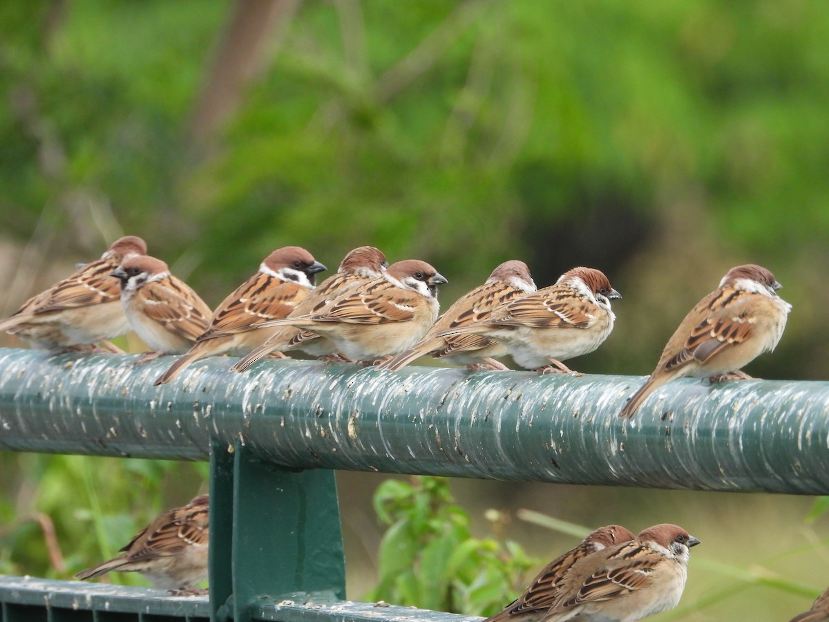 Eurasian Tree Sparrow - ML646885241
