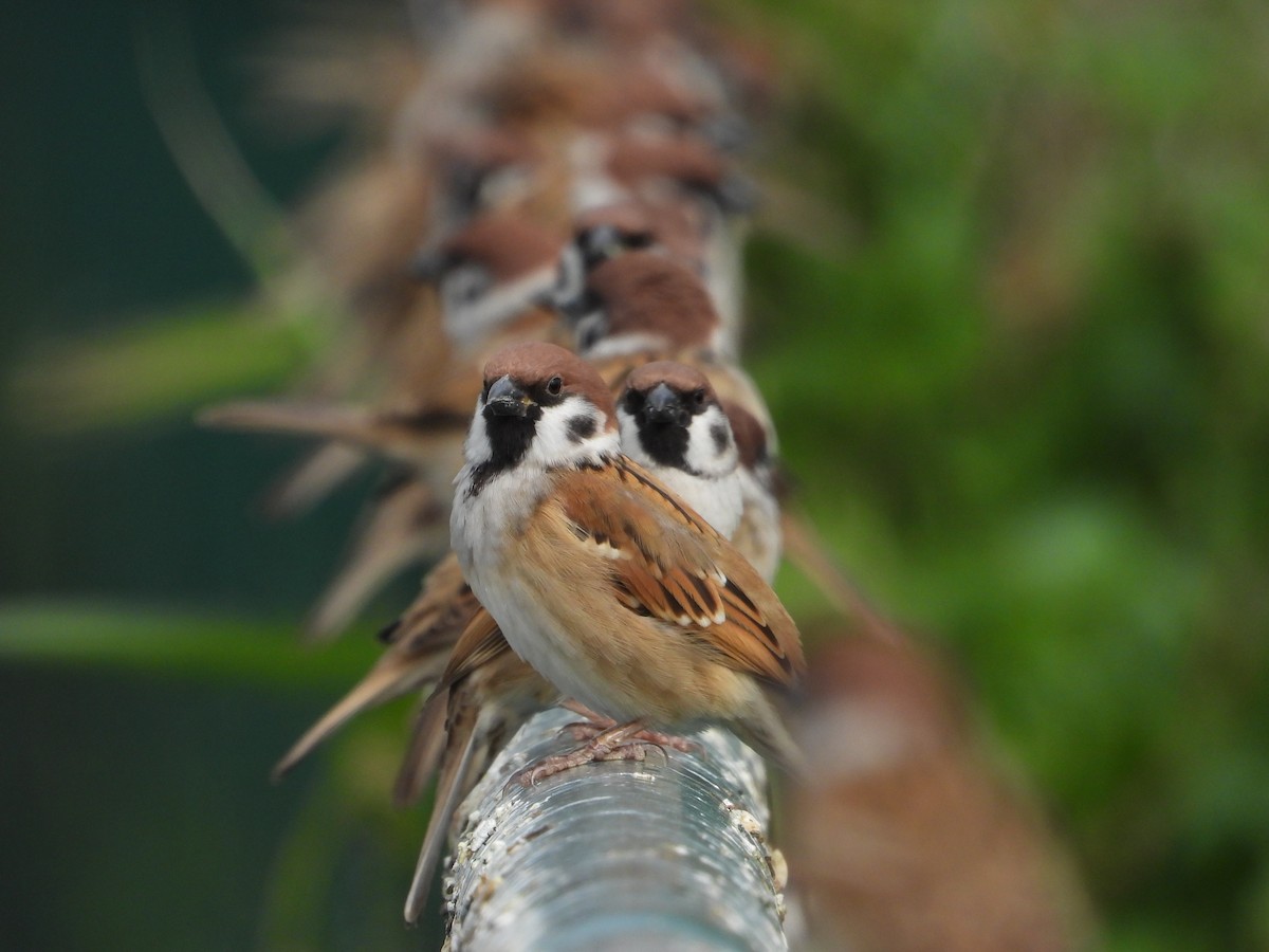 Eurasian Tree Sparrow - ML646885242