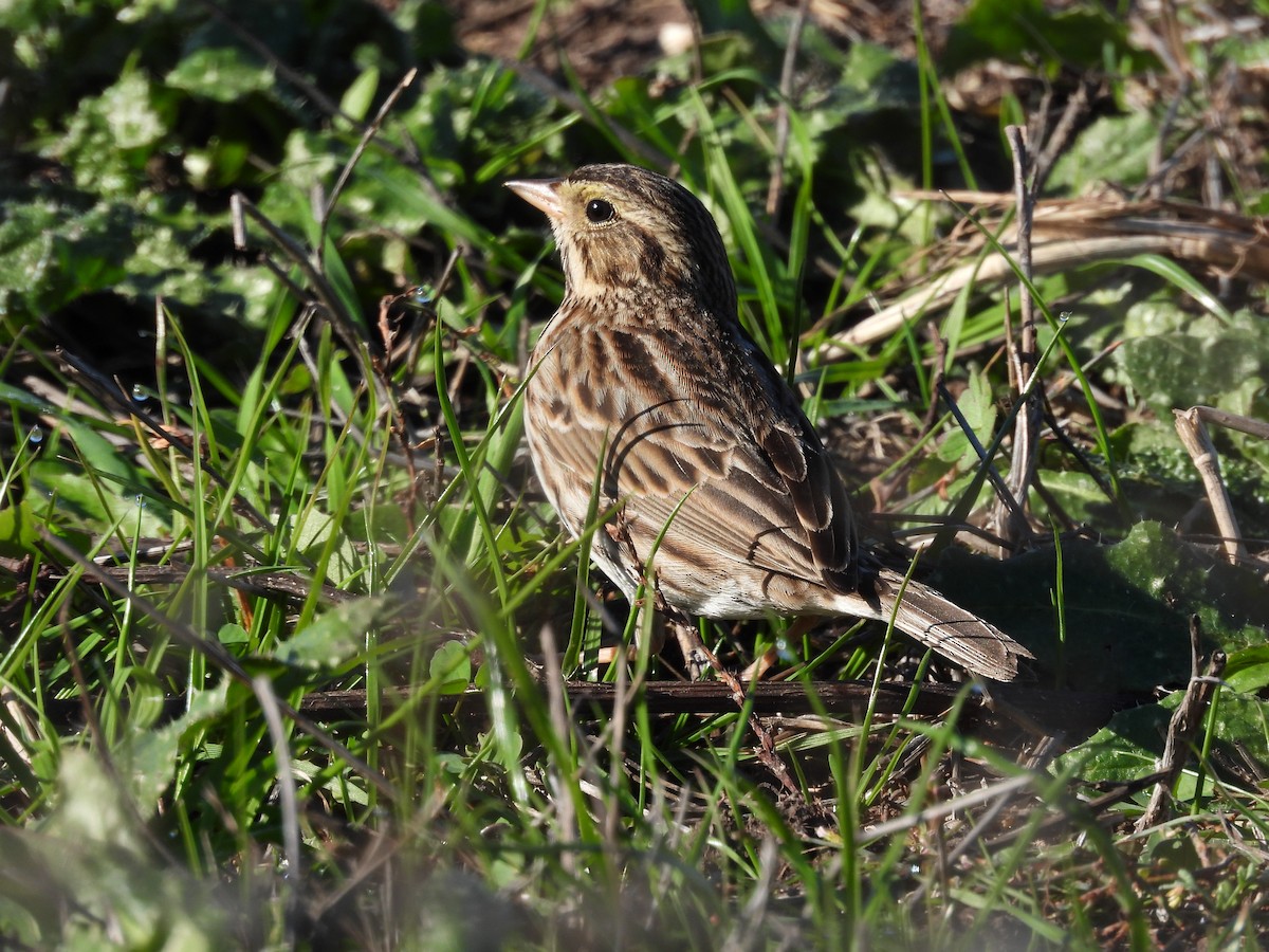 Savannah Sparrow - ML646885243