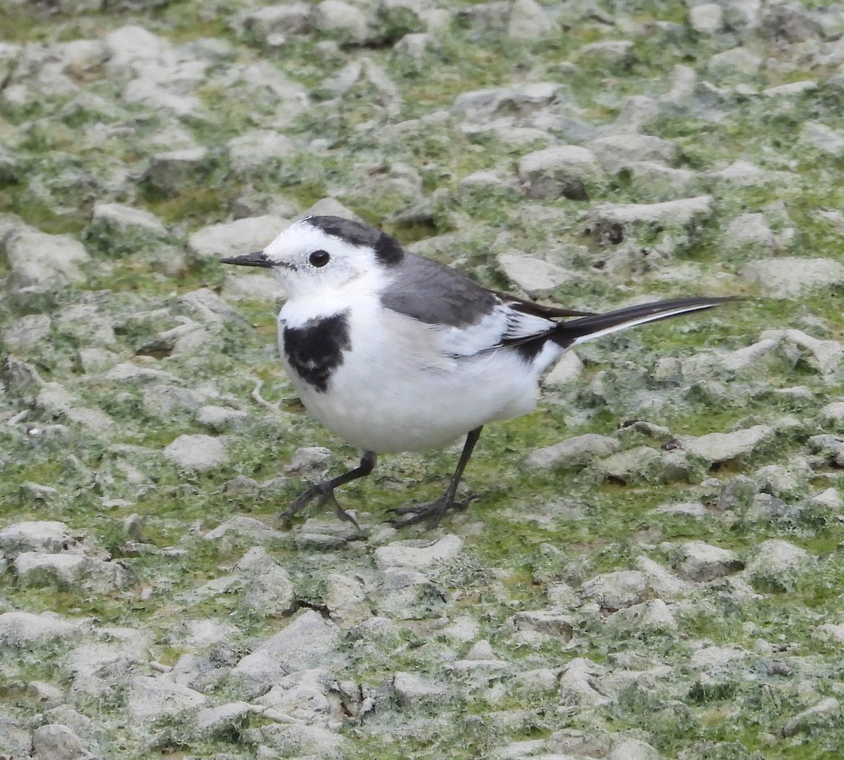 Lavandera Blanca (del Amur) - ML646885246