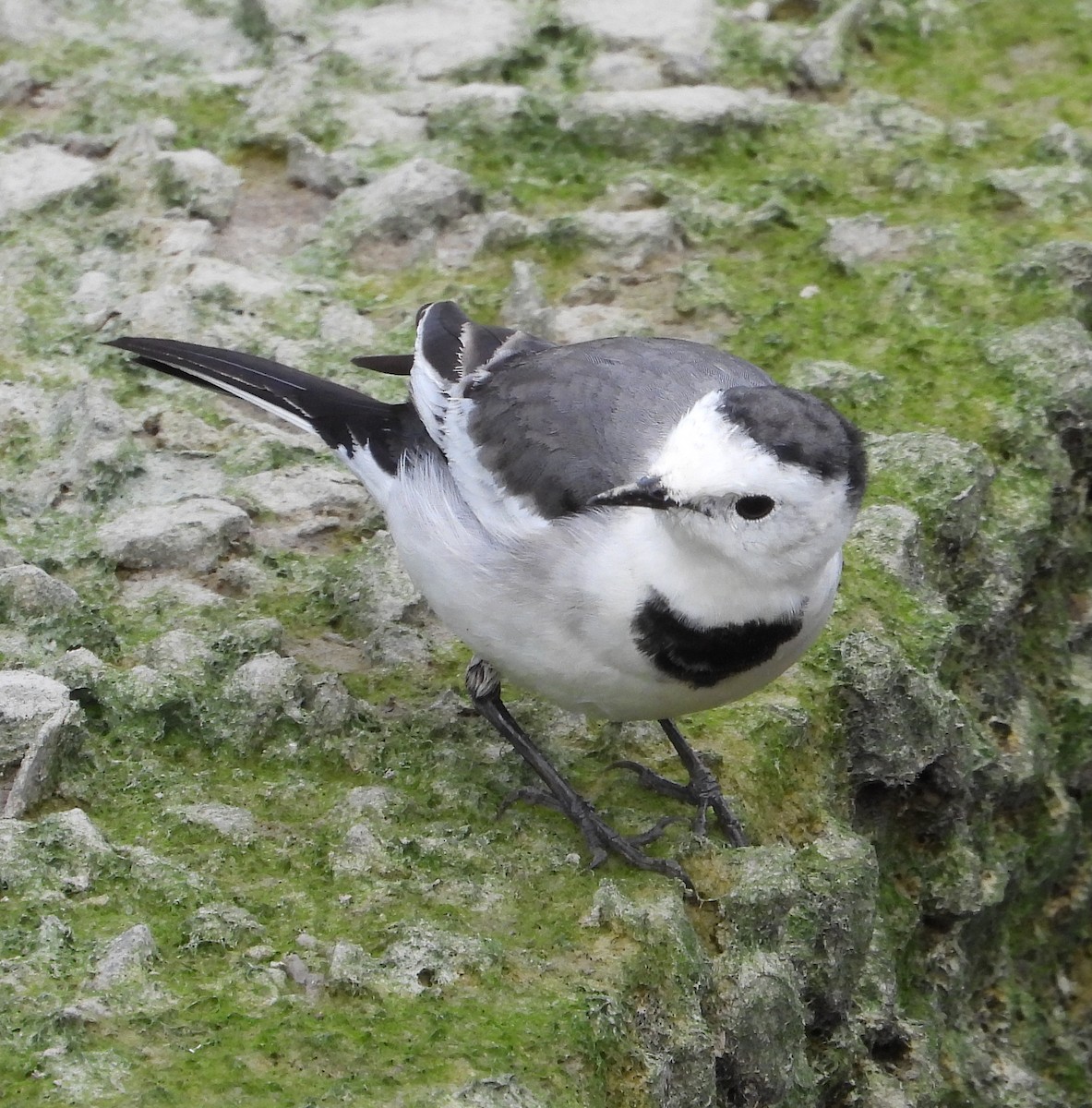 Lavandera Blanca (del Amur) - ML646885247