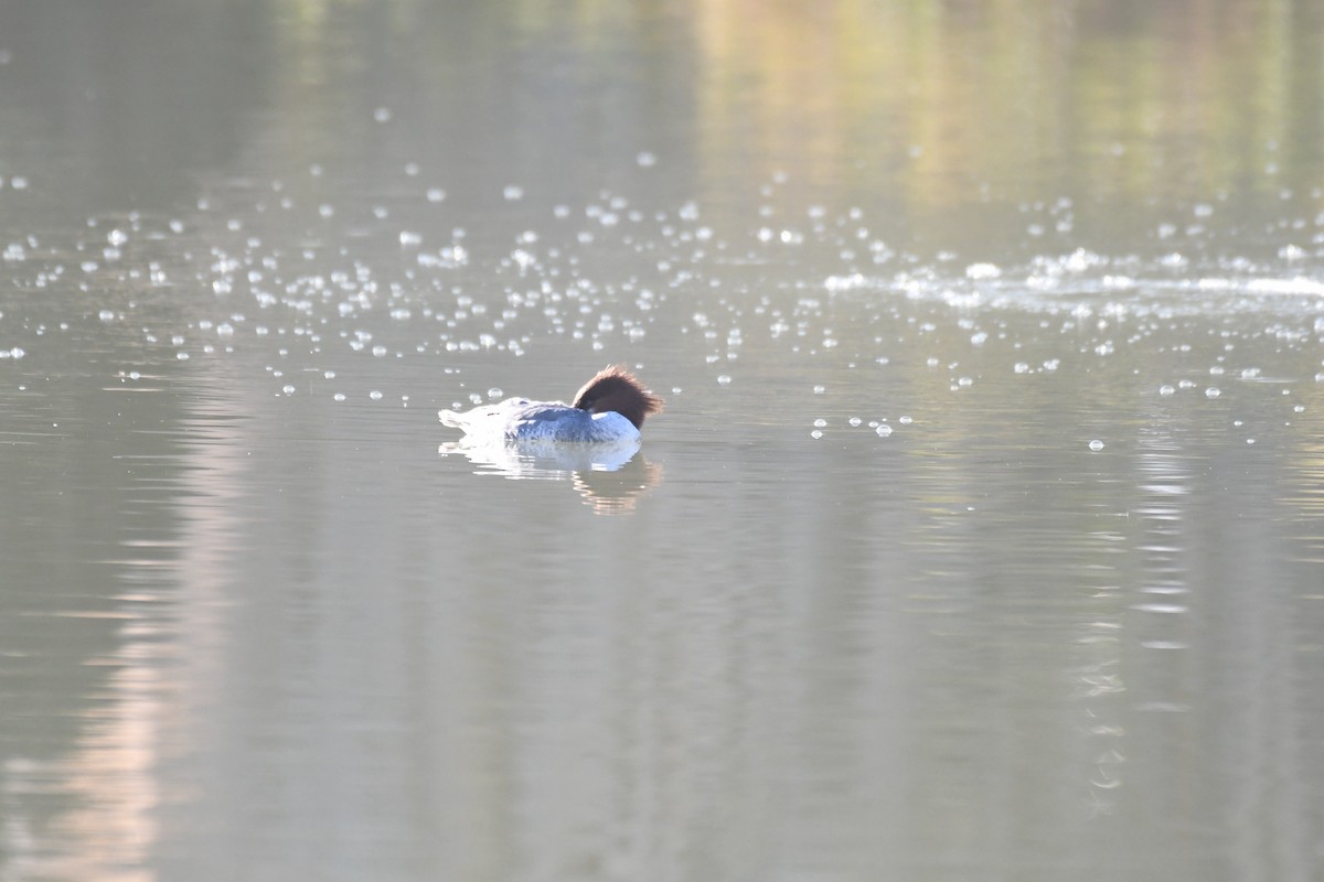 Common Merganser - ML646885254