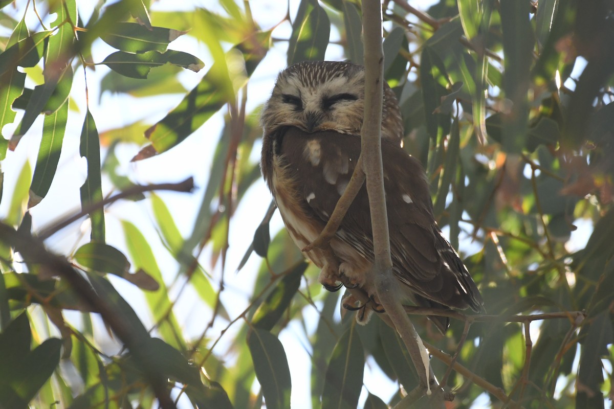 Northern Saw-whet Owl - ML646885255