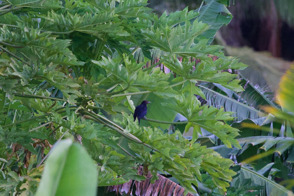 Asian Koel - ML646885256