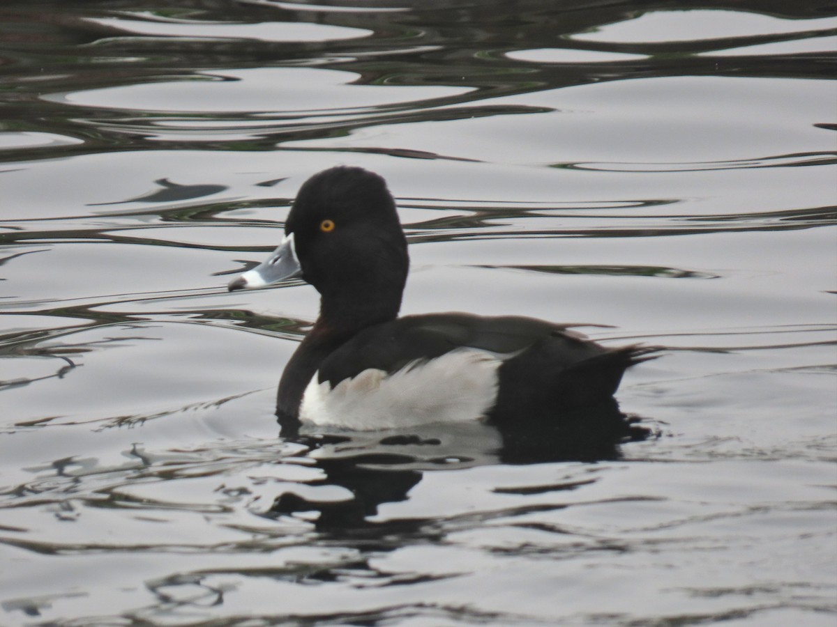 Murgilari lepokoduna - ML646885257