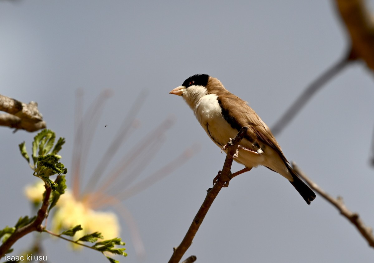 Tejedor Social de Cabanis - ML646885262