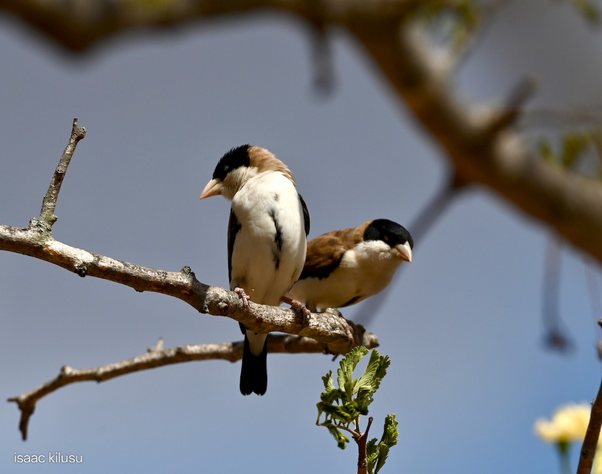 Tejedor Social de Cabanis - ML646885263