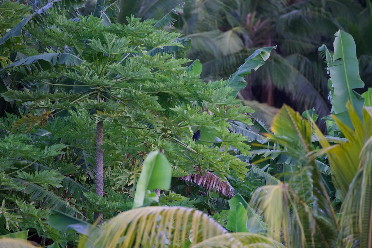 Asian Koel - ML646885264