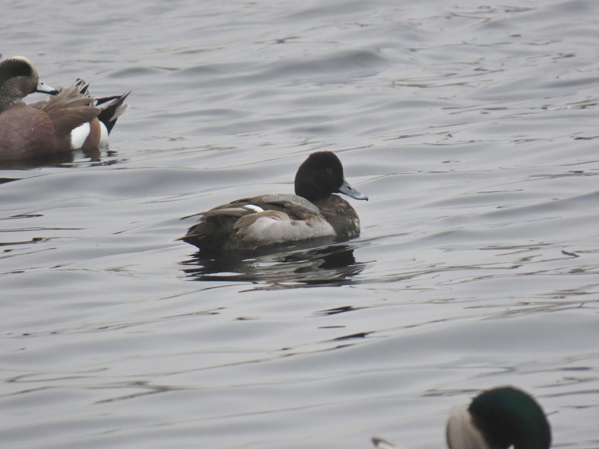 Murgilari txikia - ML646885268