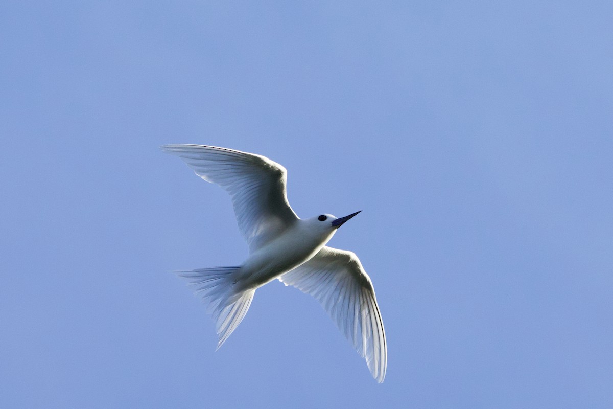 Blue-billed White-Tern - ML646885273