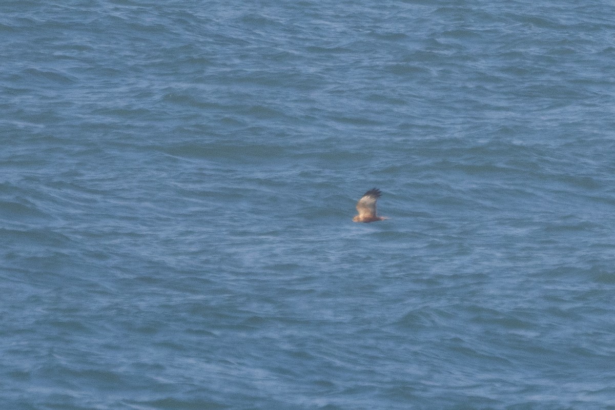 Parasitic Jaeger - ML646885277