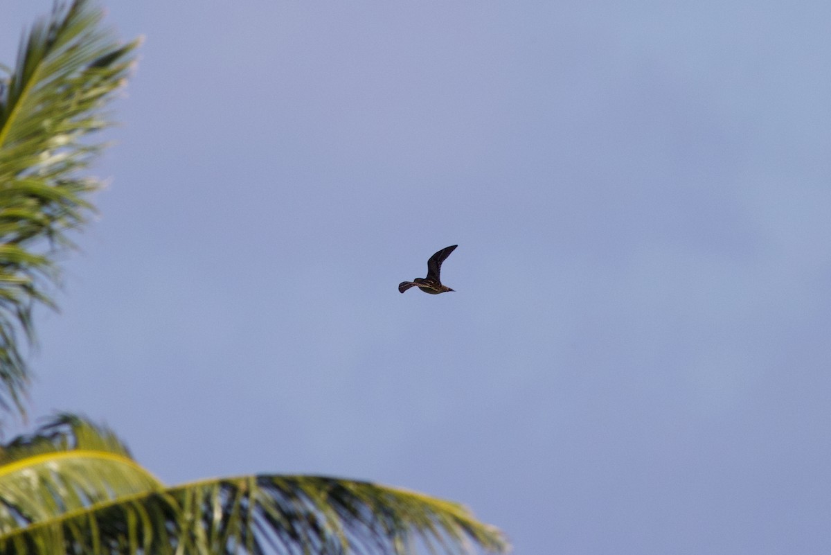 Istingor orratz-buztana - ML646885279