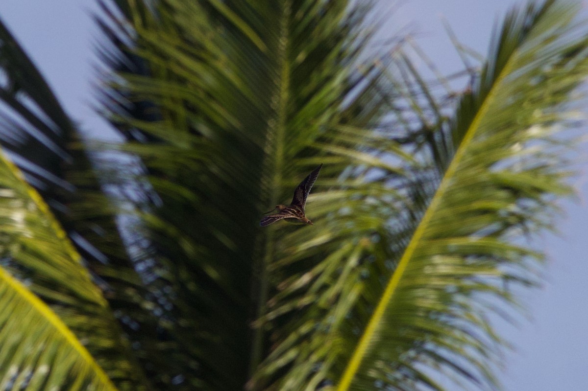 Istingor orratz-buztana - ML646885281