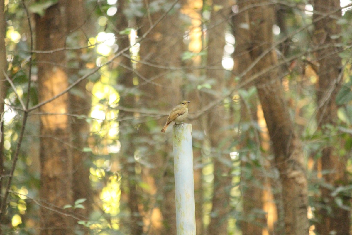 Muscicapa sp. - ML646885283
