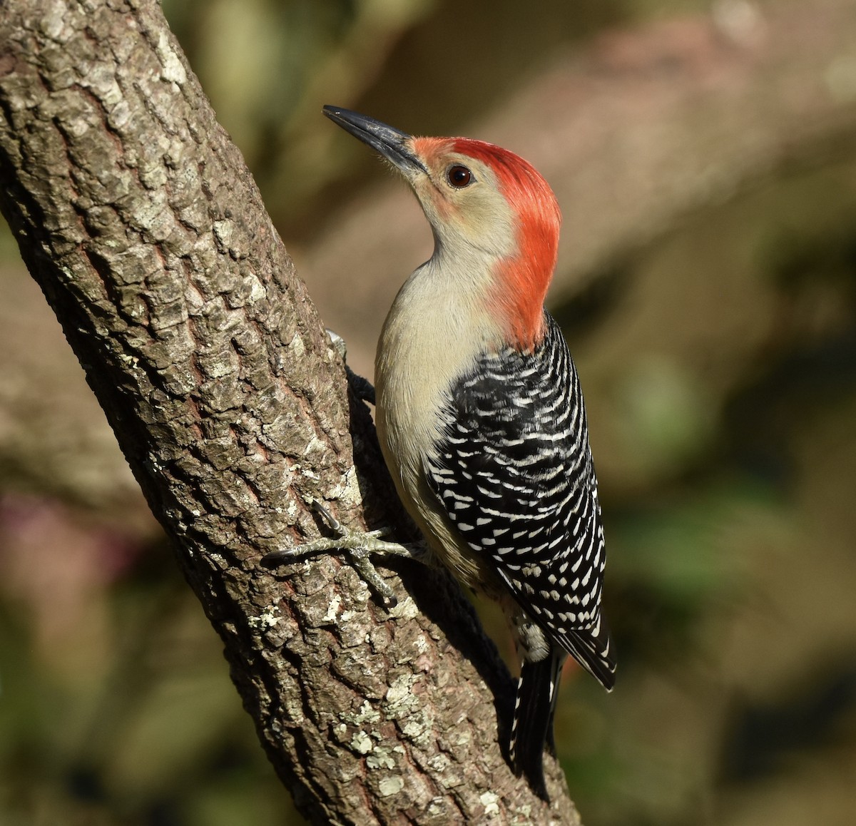 Pic à ventre roux - ML646885287