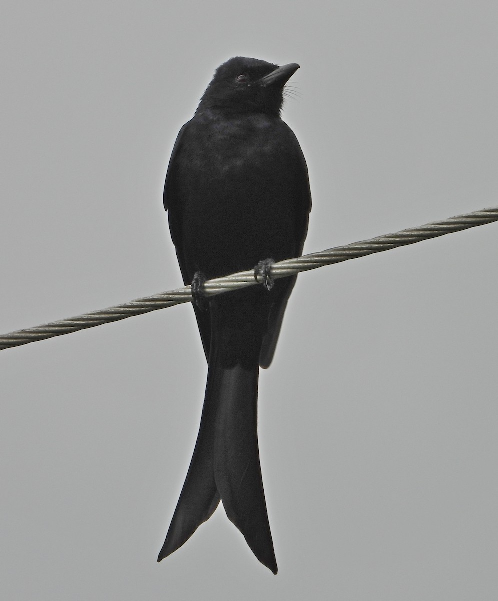 Black Drongo - ML646885288