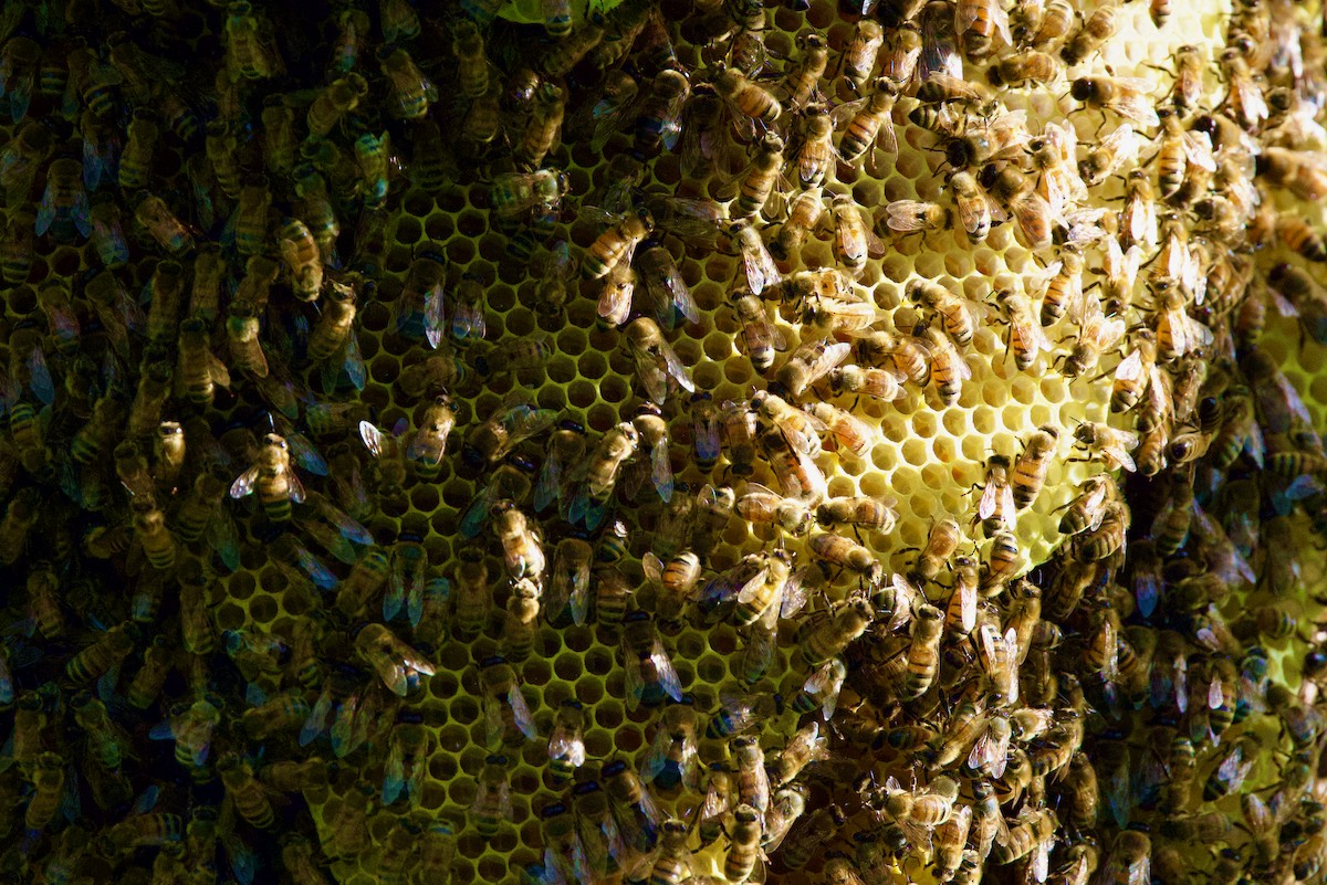 Western Honey Bee - ML646885289