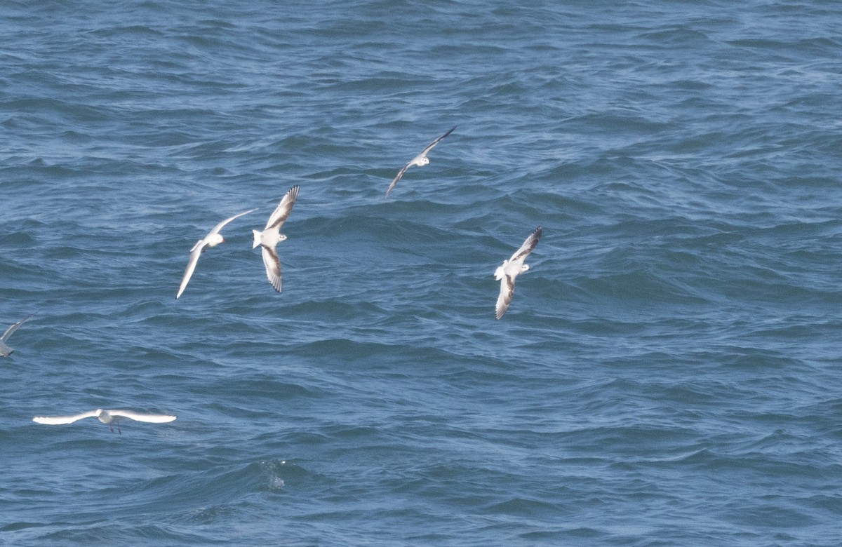 racek malý - ML646885290