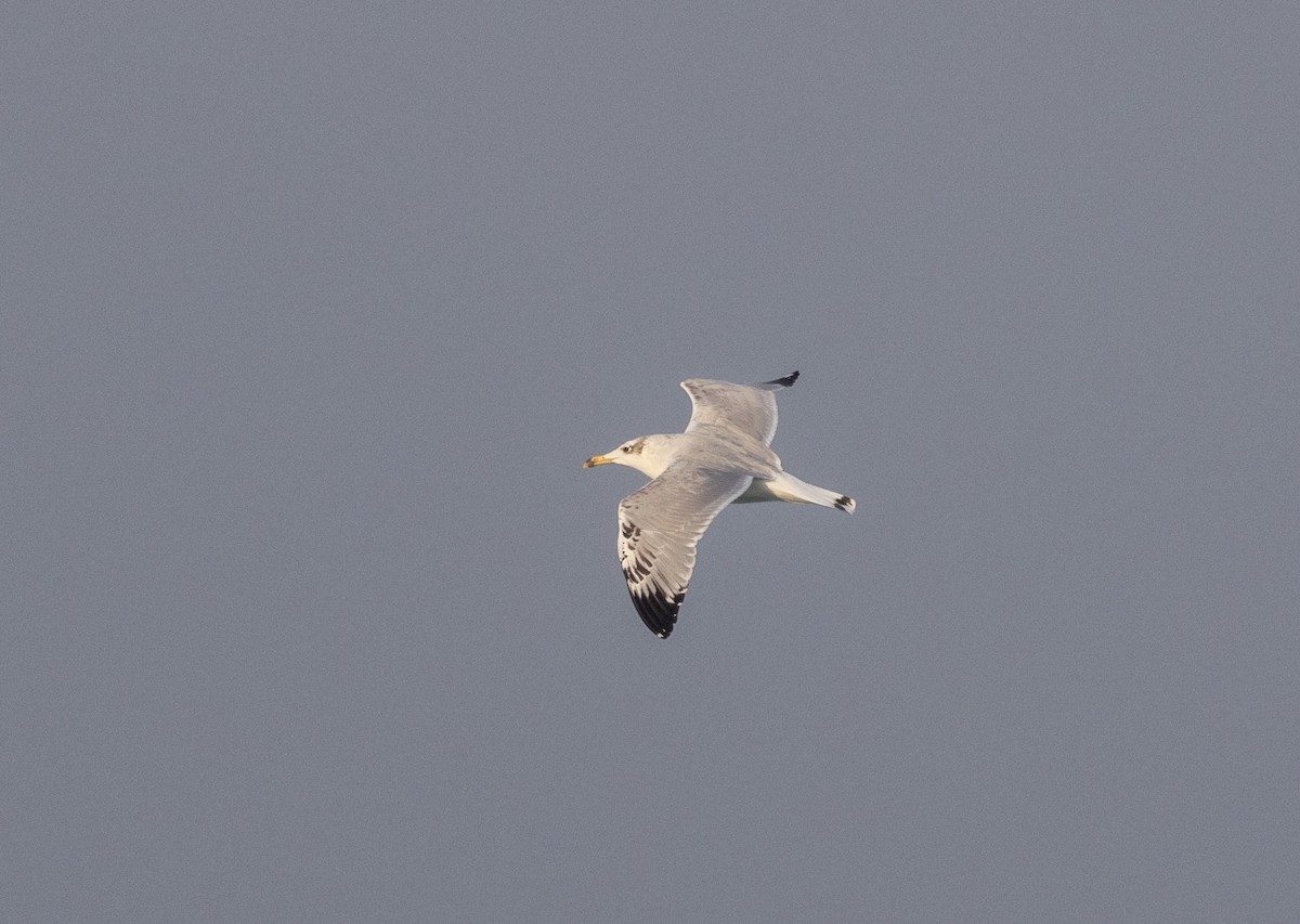 Pallas's Gull - ML646885297