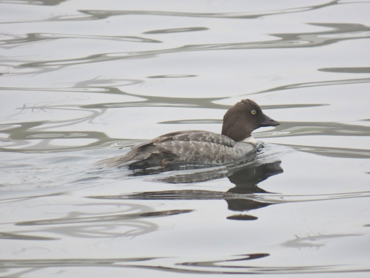 Common Goldeneye - ML646885299