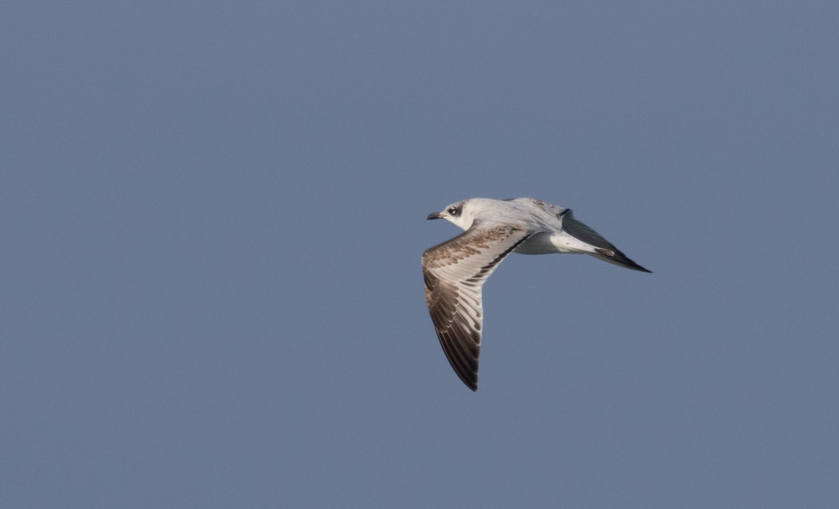 Mediterranean Gull - ML646885304