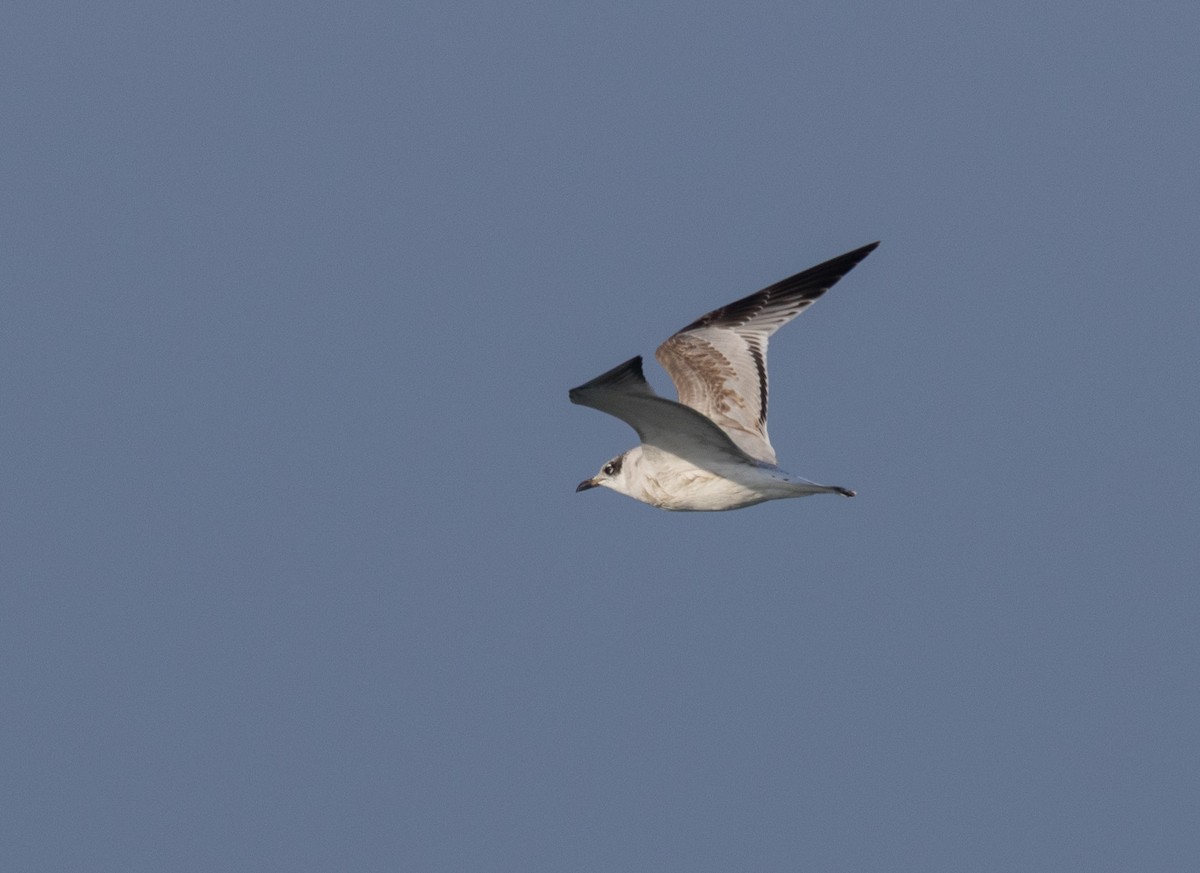 Mediterranean Gull - ML646885305