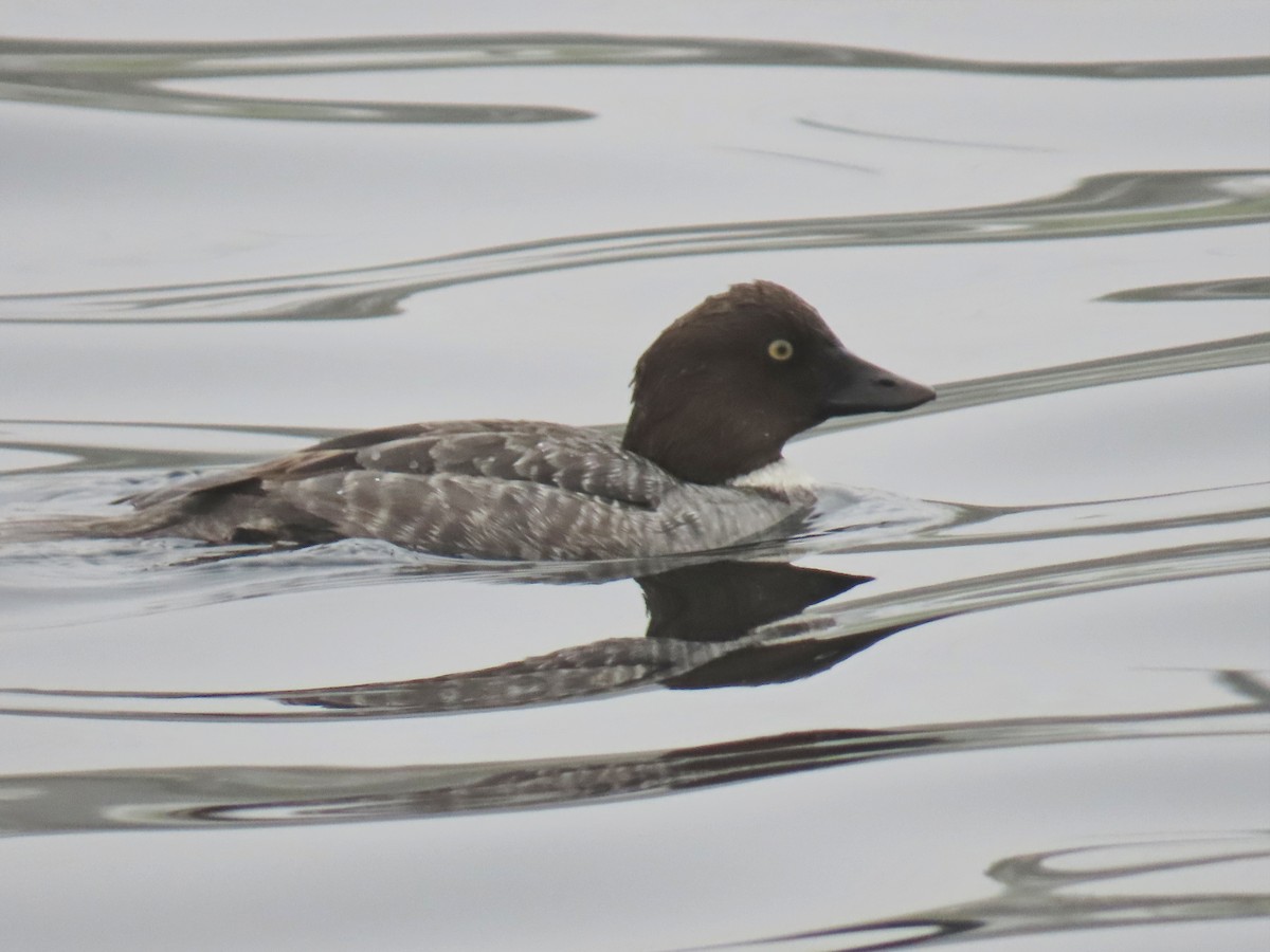 Common Goldeneye - ML646885307