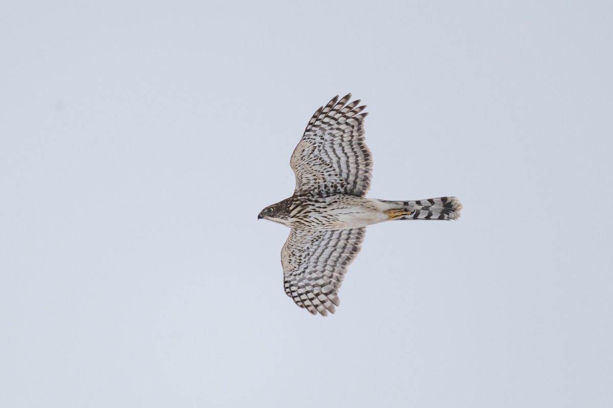 Яструб чорноголовий - ML646885312